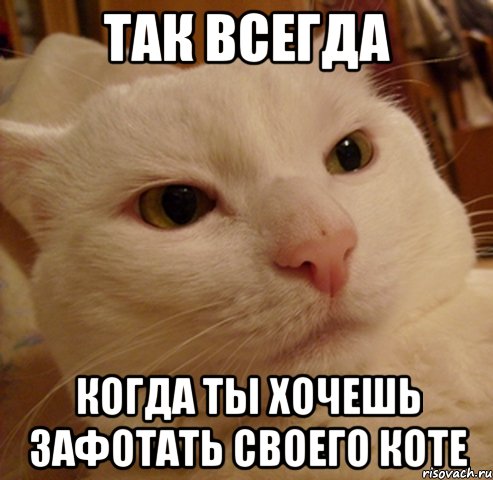так всегда когда ты хочешь зафотать своего коте