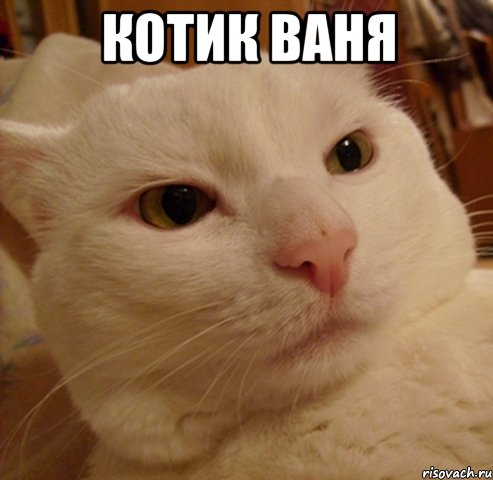 Котик Ваня 