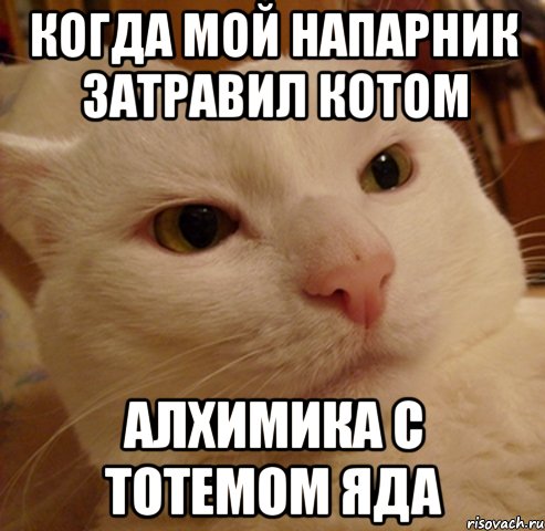 когда мой напарник затравил котом алхимика с тотемом яда