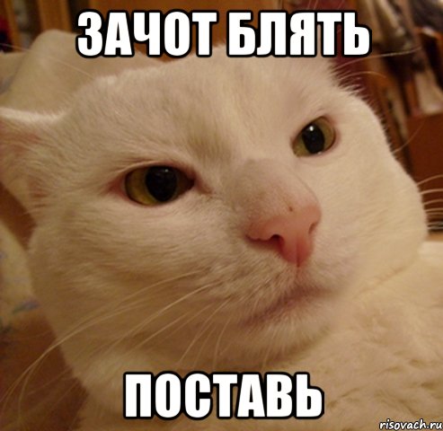 зачот блять поставь