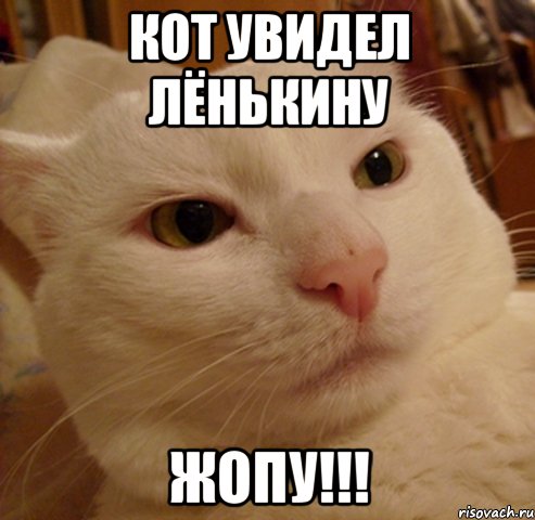 Кот увидел Лёнькину ЖОПУ!!!, Мем Дерзкий котэ