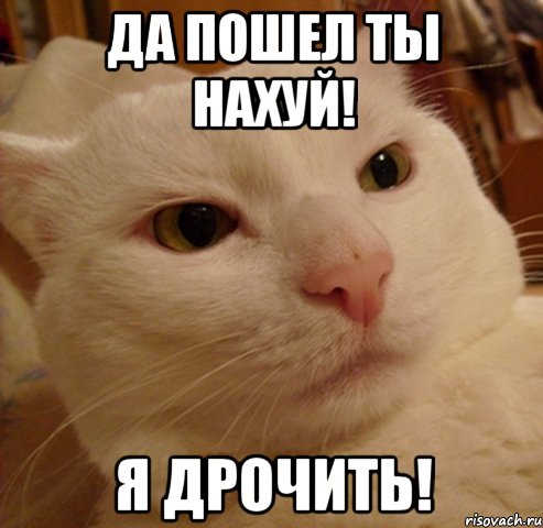 да пошел ты нахуй! я дрочить!, Мем Дерзкий котэ