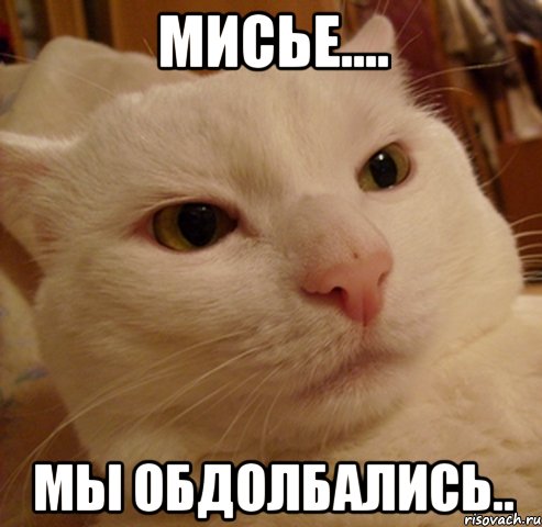 Мисье.... Мы обдолбались.., Мем Дерзкий котэ
