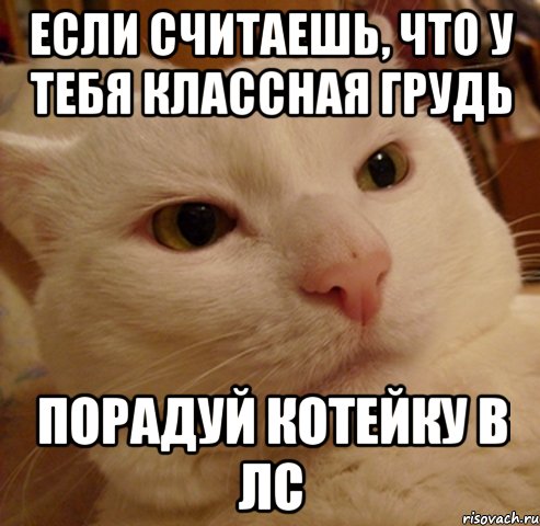 Если считаешь, что у тебя классная грудь порадуй котейку в лс, Мем Дерзкий котэ
