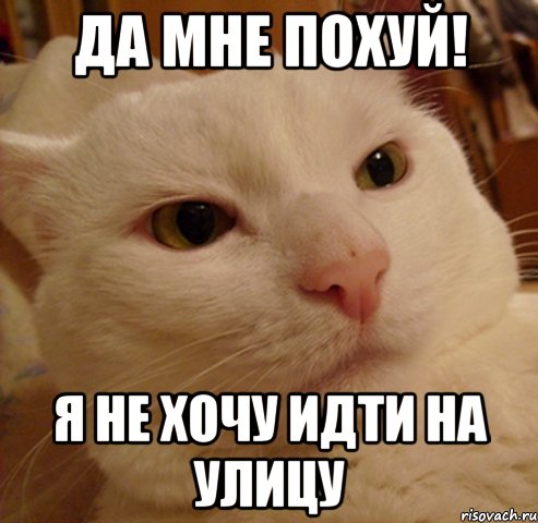 да мне похуй! я не хочу идти на улицу, Мем Дерзкий котэ