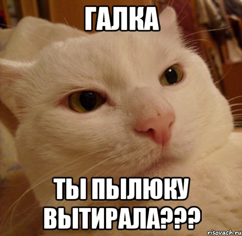 Галка ты пылюку вытирала???, Мем Дерзкий котэ