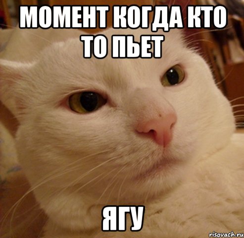 момент когда кто то пьет ЯГУ, Мем Дерзкий котэ