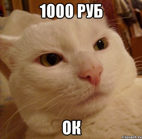 1000 РУБ ОК, Мем Дерзкий котэ
