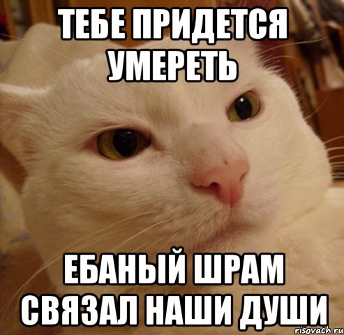тебе придется умереть ебаный шрам связал наши души, Мем Дерзкий котэ