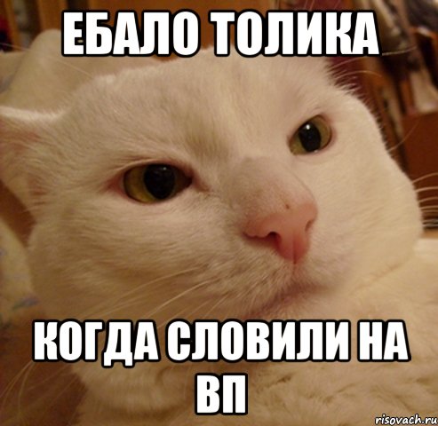 Ебало Толика Когда словили на ВП, Мем Дерзкий котэ