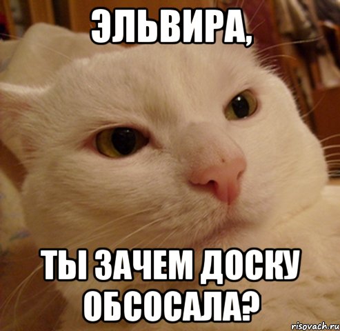 Эльвира, ты зачем доску обсосала?, Мем Дерзкий котэ