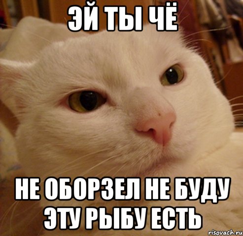 Эй ты чё Не оборзел не буду эту рыбу есть, Мем Дерзкий котэ
