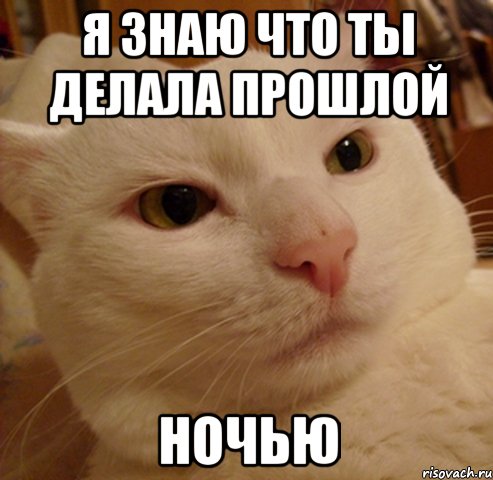 Я знаю что ты делала прошлой Ночью, Мем Дерзкий котэ