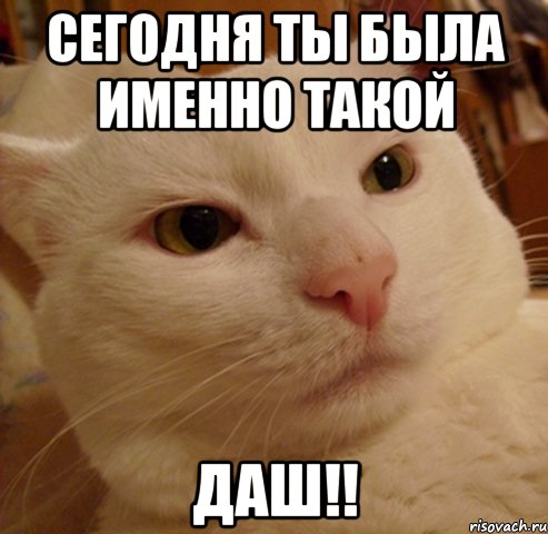 Сегодня ты была именно такой даш!!, Мем Дерзкий котэ