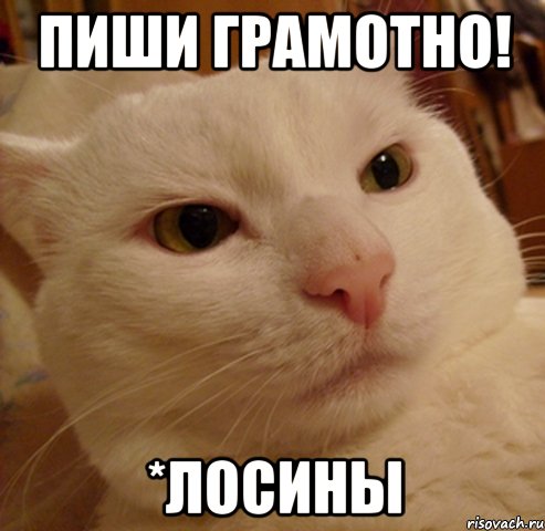 Пиши грамотно! *лосины, Мем Дерзкий котэ