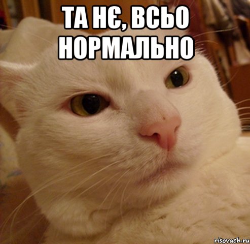 та нє, всьо нормально , Мем Дерзкий котэ