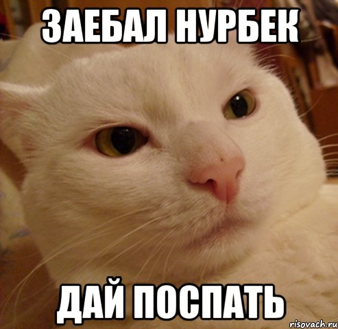 Заебал Нурбек Дай поспать, Мем Дерзкий котэ