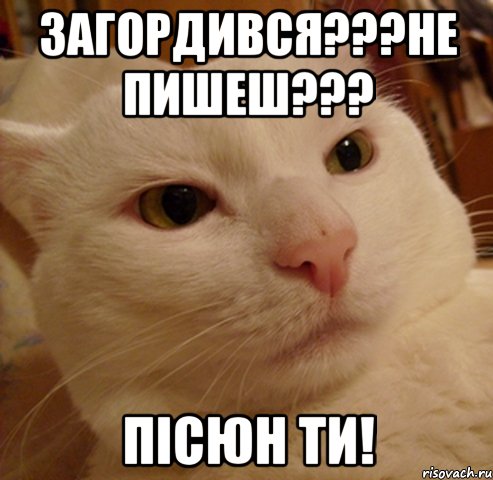загордився???не пишеш??? Пicюн ти!, Мем Дерзкий котэ
