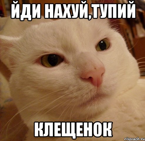 Йди нахуй,тупий Клещенок, Мем Дерзкий котэ