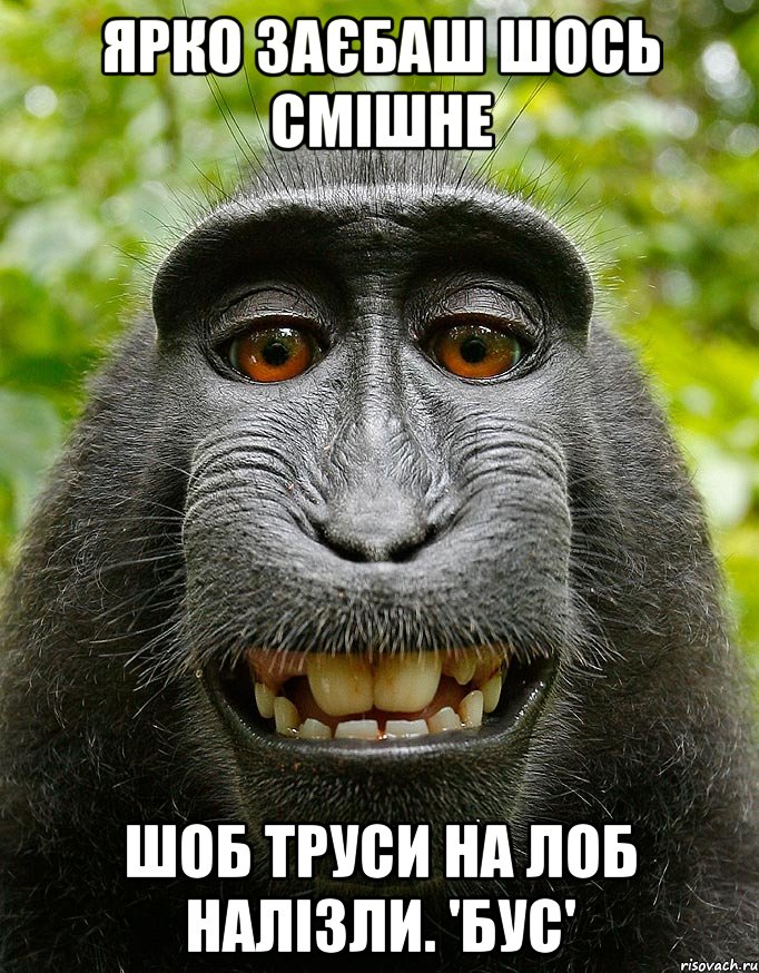 Ярко заєбаш шось смішне шоб труси на лоб налізли. 'Бус', Мем  Довольная обезьяна