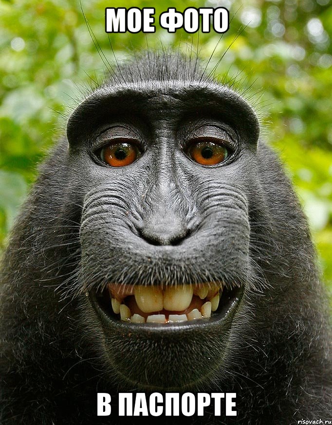 Мое фото В паспорте, Мем  Довольная обезьяна