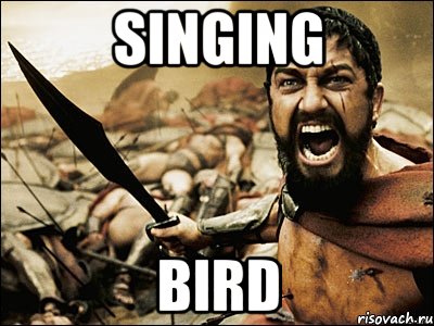 Singing bird, Мем Это Спарта