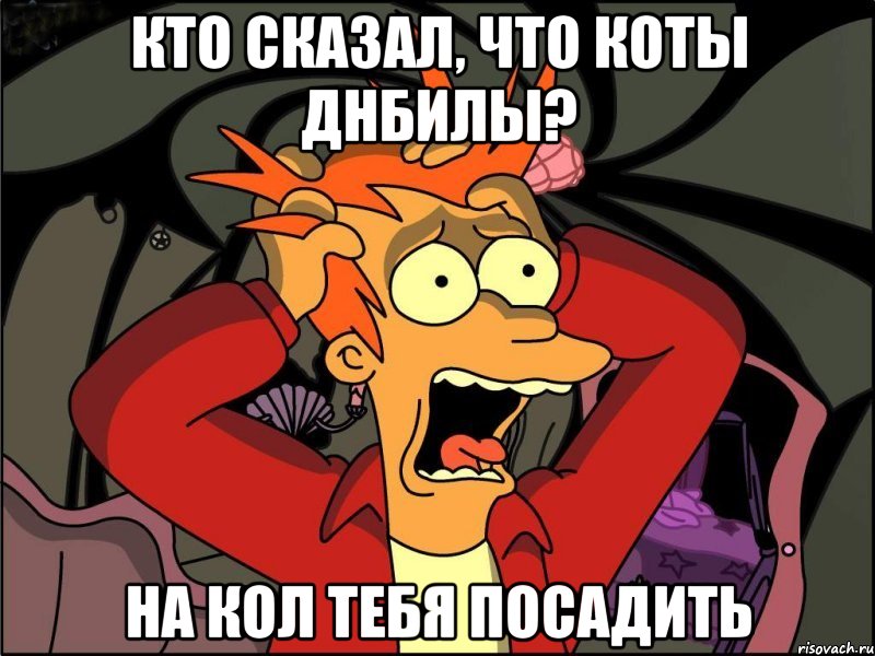 Кто сказал, что коты днбилы? На кол тебя посадить, Мем Фрай в панике