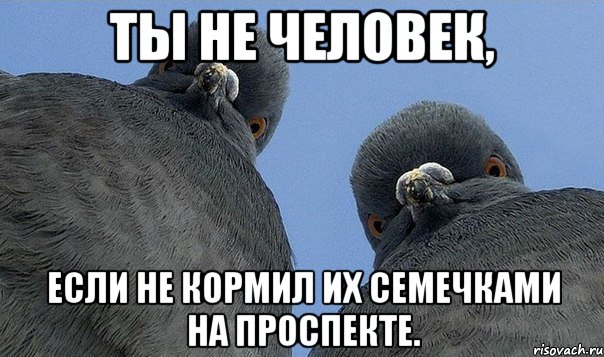ты не человек, если не кормил их семечками на проспекте.