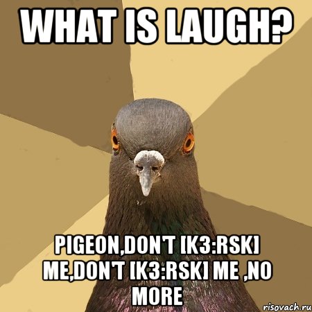 What is laugh? pigeon,don't [Kз:rsk] me,don't [Kз:rsk] me ,NO MORE, Мем голубь