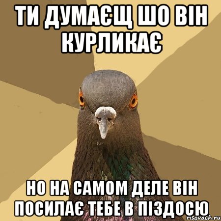ти думаєщ шо він курликає но на самом деле він посилає тебе в піздосю, Мем голубь