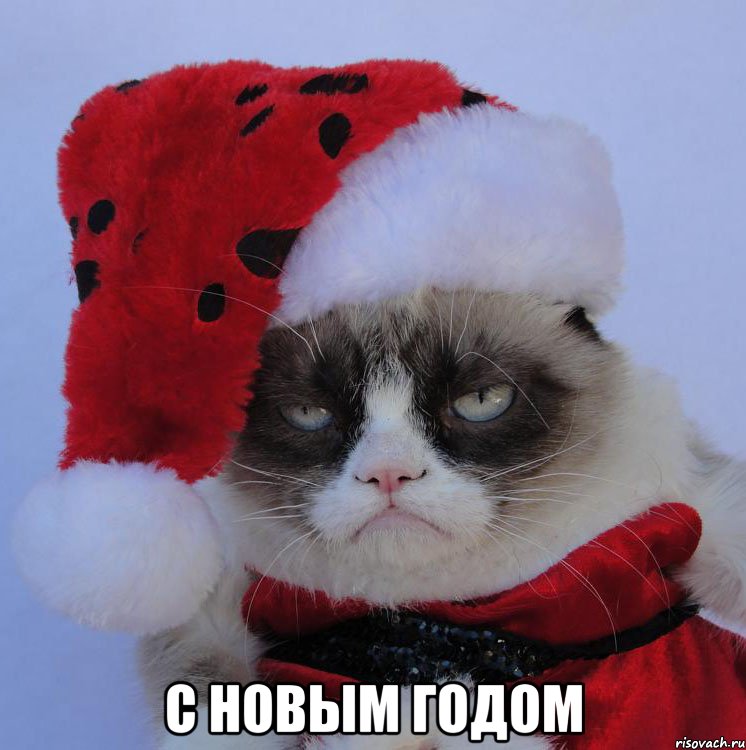  С новым годом, Мем Grumoy xmas cat