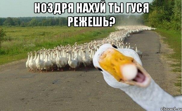 Ноздря нахуй ты гуся режешь? , Мем гуси