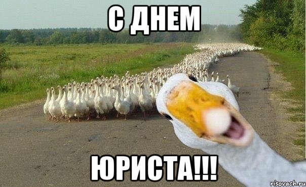 С ДНЕМ ЮРИСТА!!!, Мем гуси