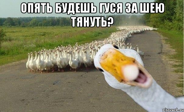 Опять будешь гуся за шею тянуть? , Мем гуси