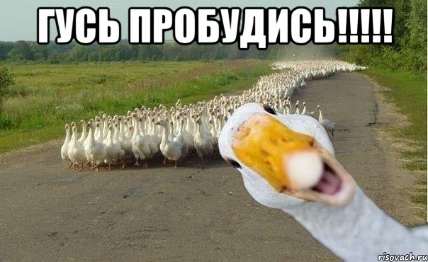 гусь пробудись!!!!! , Мем гуси