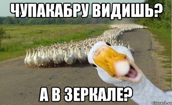 чупакабру видишь? а в зеркале?