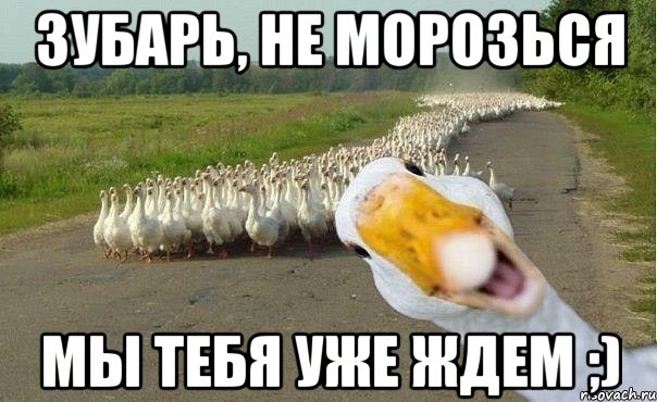 Зубарь, не морозься мы тебя уже ждем ;), Мем гуси