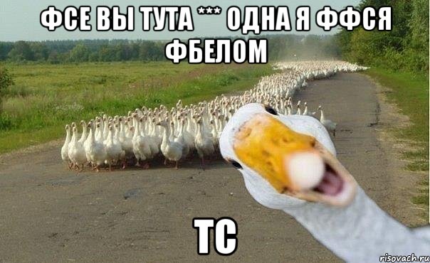 фсе вы тута *** одна я ффся фбелом ТС, Мем гуси