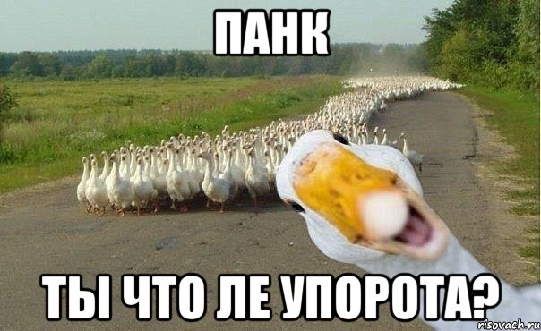 Панк Ты что ле упорота?, Мем гуси