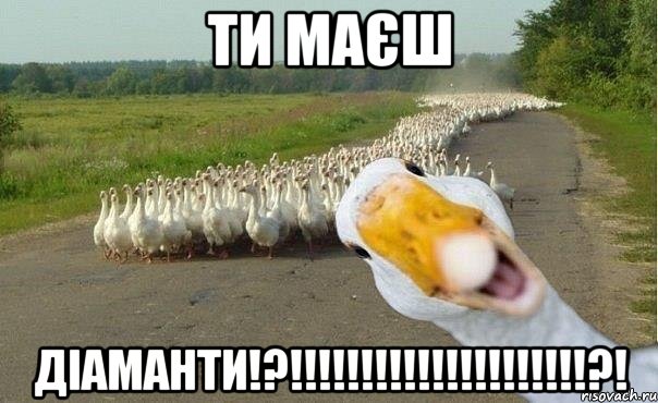 ти маєш ДІАМАНТИ!?!!!!!!!!!!!!!!!!!!!!!?!, Мем гуси