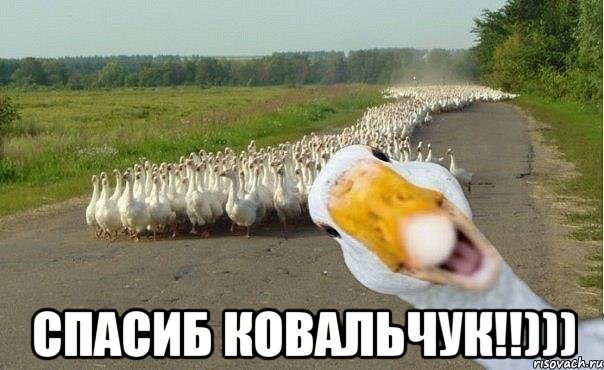  Спасиб Ковальчук!!))), Мем гуси