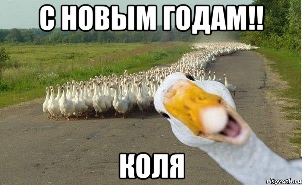 с новым годам!! коля, Мем гуси