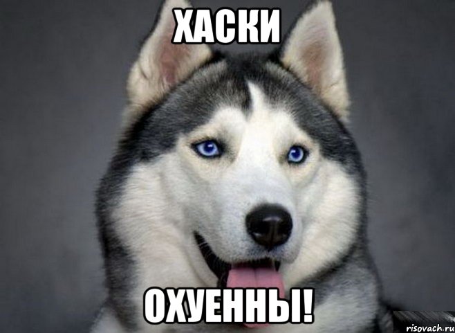 ХАСКИ ОХУЕННЫ!, Мем Хаски охуенны