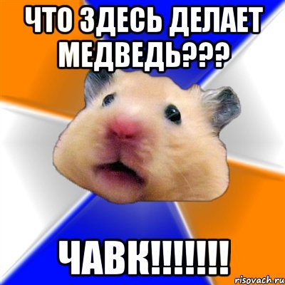 Что здесь делает медведь??? ЧАВК!!!!!!!, Мем Хомяк