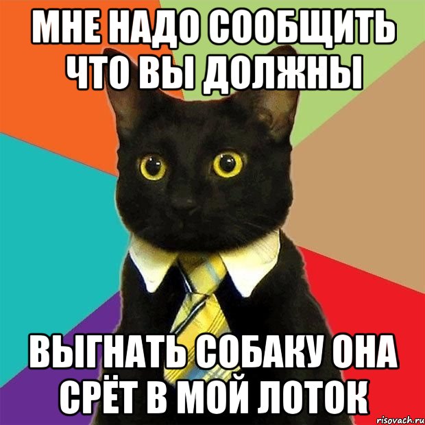 мне надо сообщить что вы должны выгнать собаку она срёт в мой лоток, Мем  Кошечка