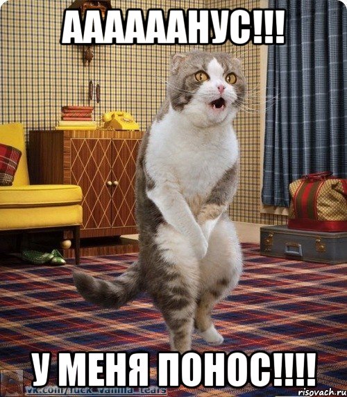 Аааааанус!!! У меня понос!!!!, Мем кот