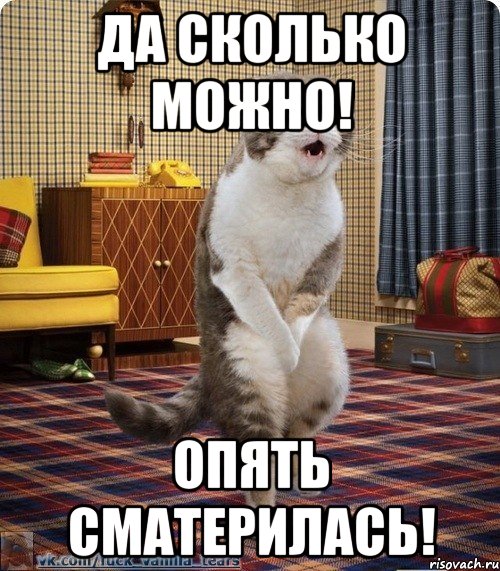 да сколько можно! опять сматерилась!, Мем кот