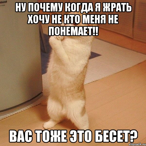 Ну почему когда я жрать хочу не кто меня не понемает!! Вас тоже это бесет?, Мем  котэ молится