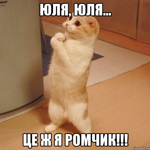 Юля, Юля... Це ж я РОМЧИК!!!, Мем  котэ молится