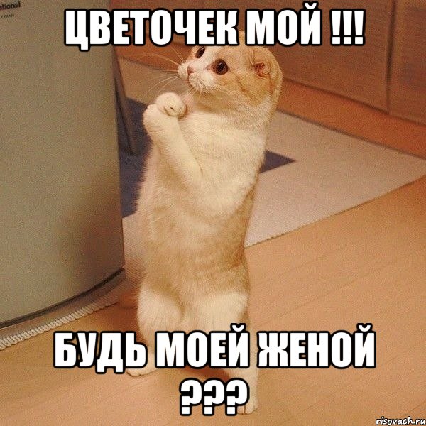 Цветочек мой !!! Будь моей женой ???, Мем  котэ молится